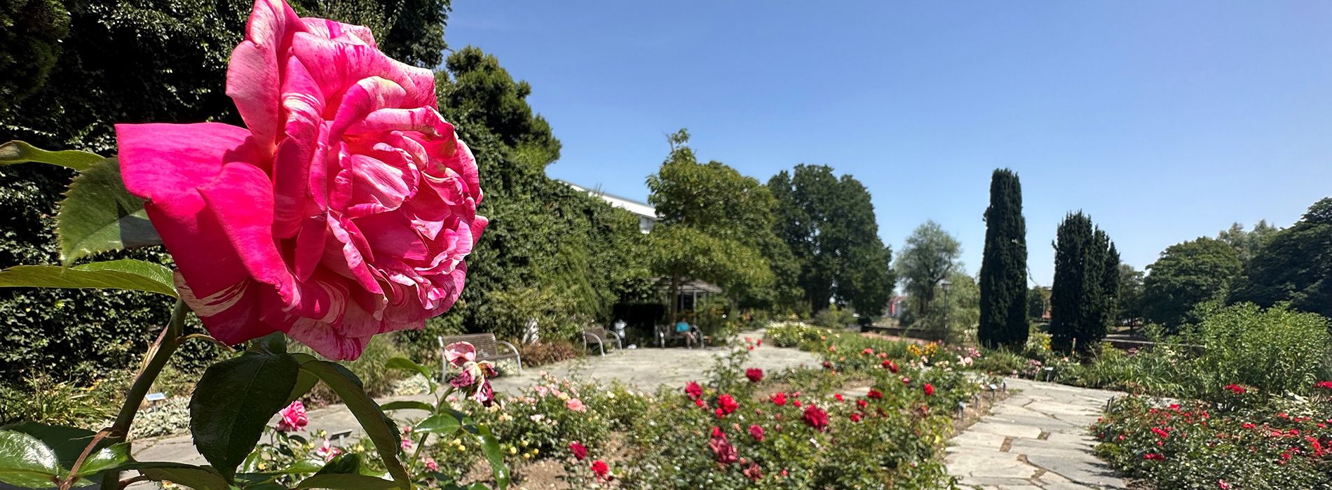 Führung 'Rosige Zeiten' im Ulmer Rosengarten